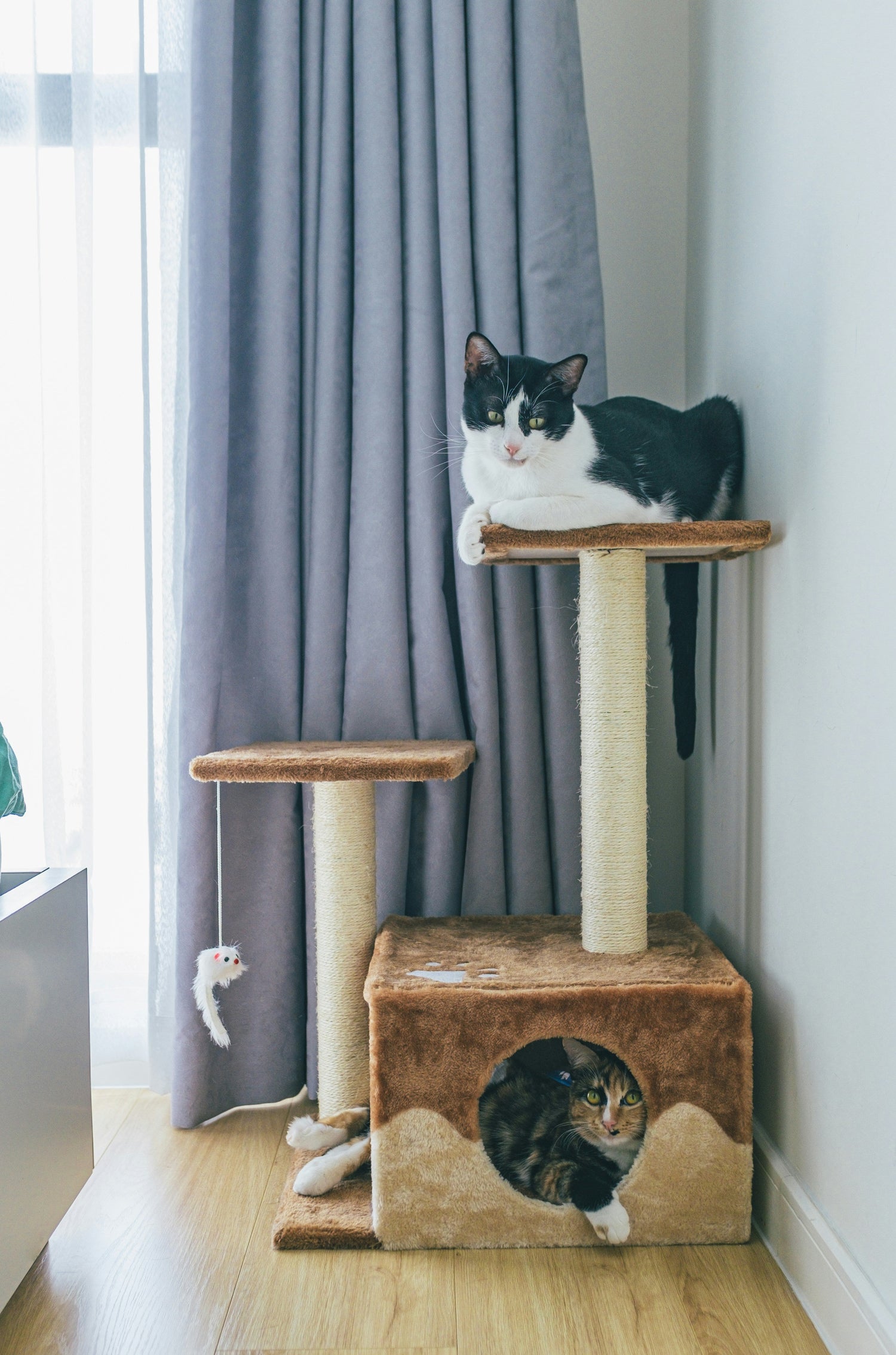 Cat Furniture