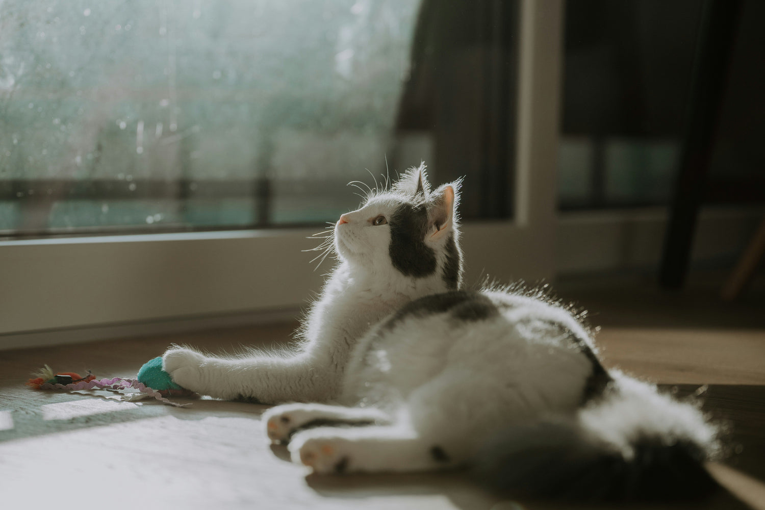 Grooming